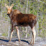 young moose standing in woods