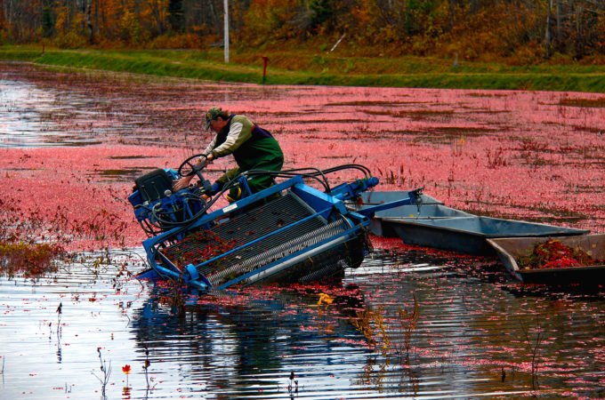 cranberry picker tilted sideways into a ditch with person trying to balance it