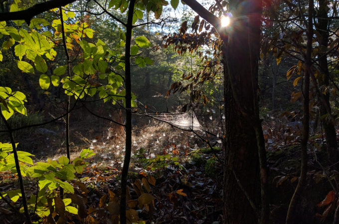 morning sun shining through a web