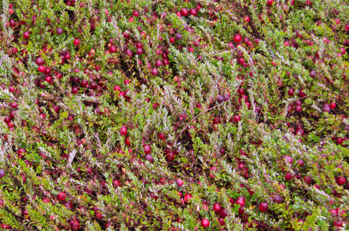 lots of red cranberries growing in vines