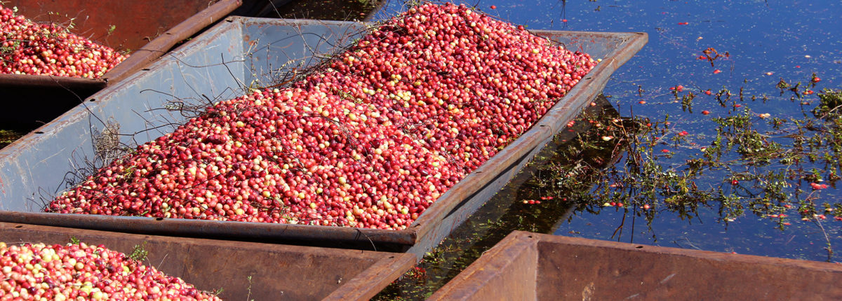 picture of shallow boats full of cranberries floating in water