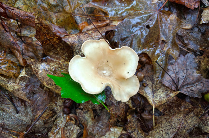 white mushroom in a floral shape