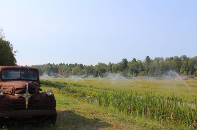 sprinklers running on a cranberry bed with an antique truck in the foreground