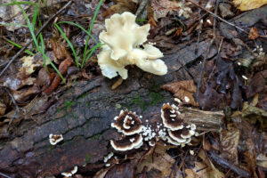 white and mottled mushrooms growing from a log