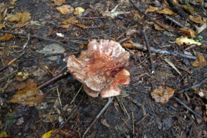 brown mushroom with ragged edges