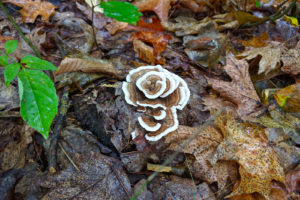 brown and white mushroom growing in a rose shape