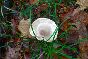 mushroom that looks like an oyster growing from forest floor