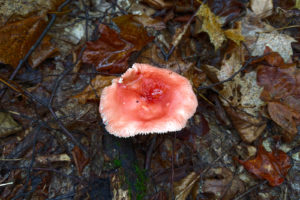 red mushroom growing among dead leaves