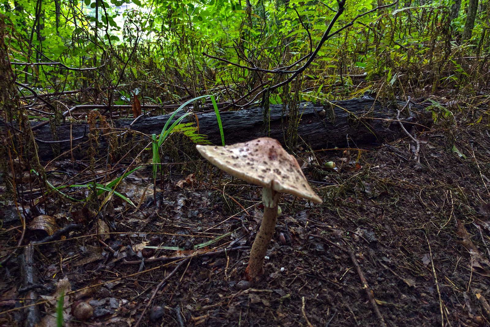 umbrella shaped mushroom growing out of the forest floor