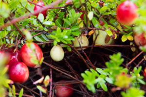 cranberry vines with white cranberries growing below the surface foliage