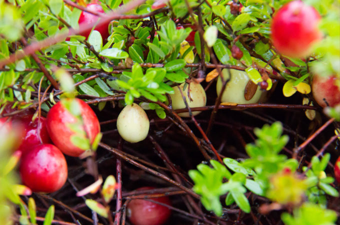 cranberry vines with white cranberries growing below the surface foliage