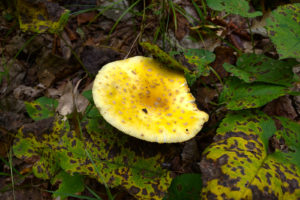 yellow mushroom growing among green and brown leaves