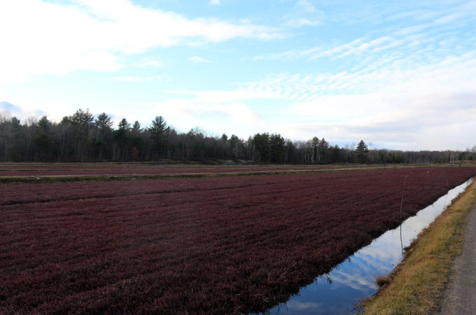 Deep burgundy cranberry vines in fall at Johnston's Cranberry Marsh in Bala, Muskoka, Ontario