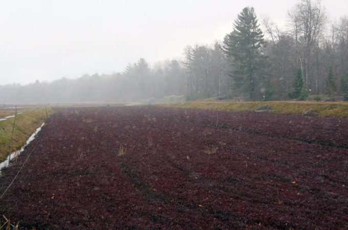 Snow falling on cranberry vines at Johnston's Cranberry Marsh in Bala, Muskoka, Ontario