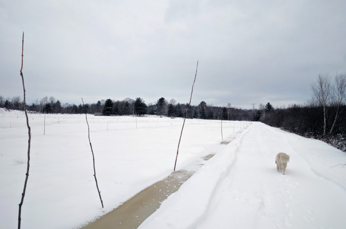 Stakes along ditch of east marsh bed at Johnston's Cranberry Marsh in Bala, Muskoka, Ontario