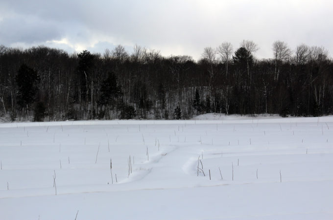 Old marsh in winter at Johnston's Cranberry Marsh in Bala, Muskoka, Ontario