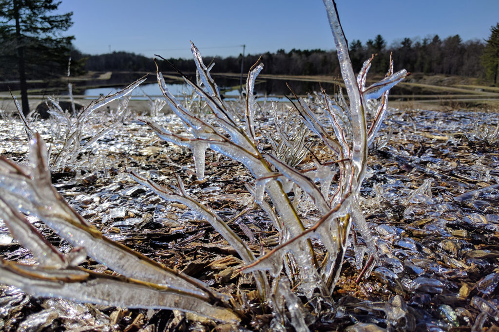 ice covered blueberry plants