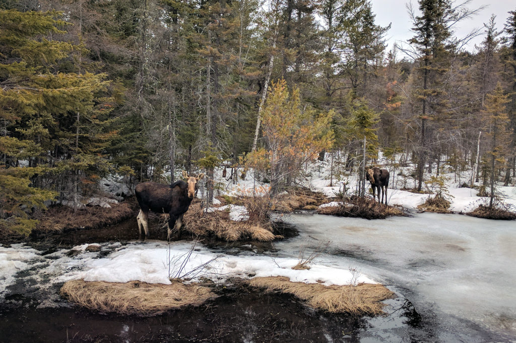 moose cow with yearling in a snowy swamp
