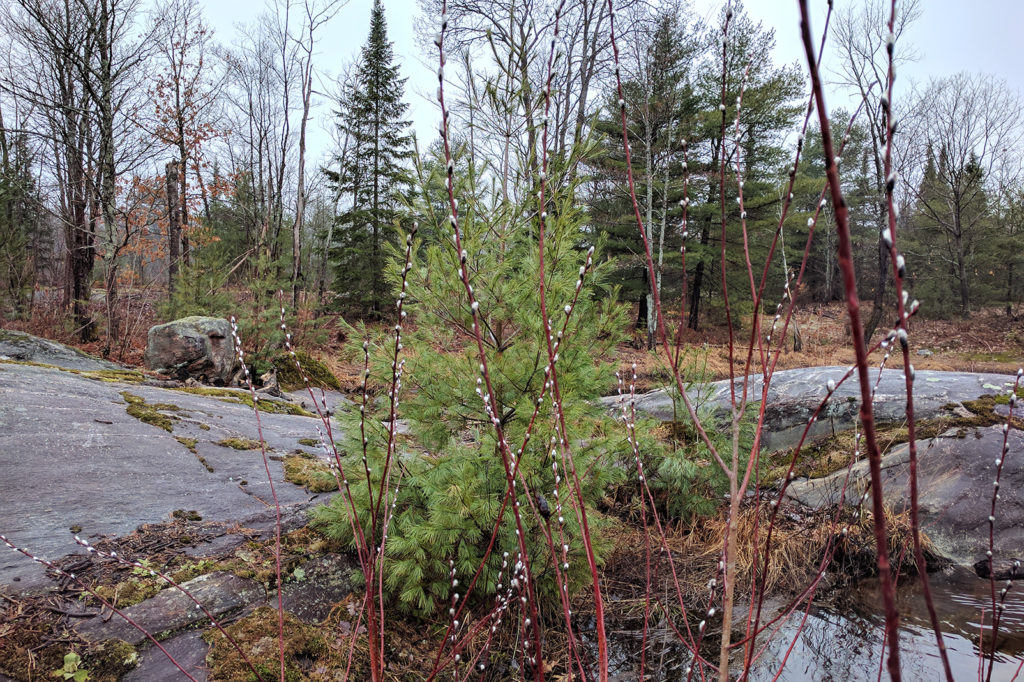 pussy willows at the edge of woods