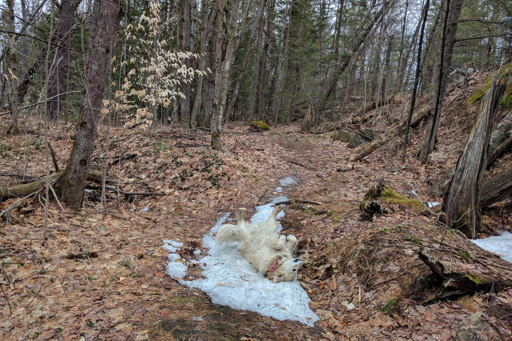 golden retriever rolling in a patch of snow