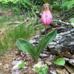 Lady Slipper Flower