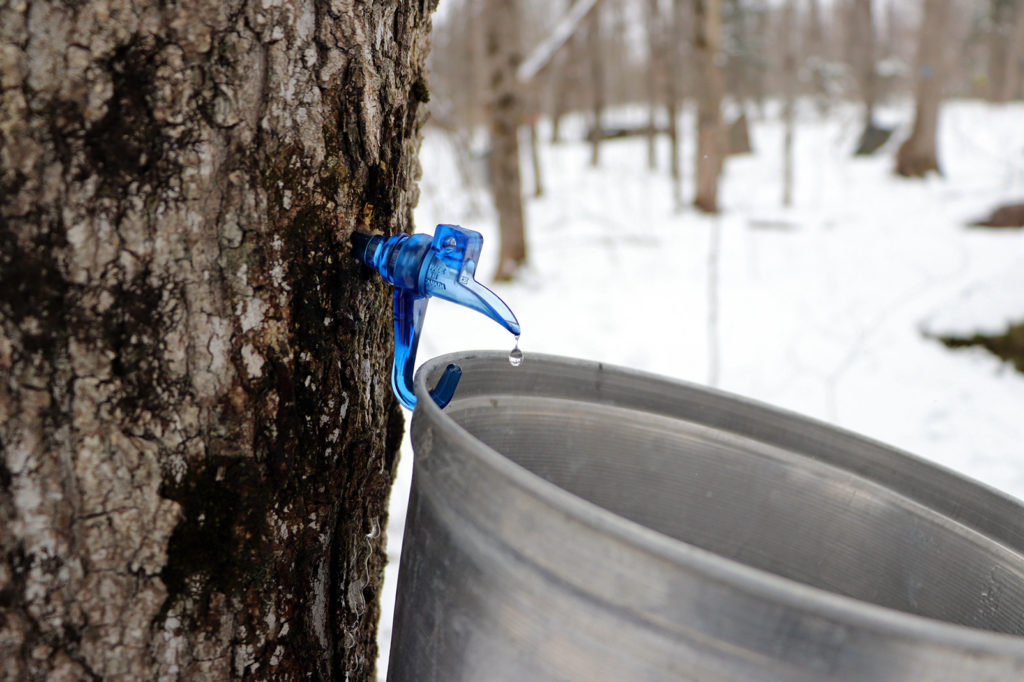 muskoka maple syrup dripping from a spile into a bucket