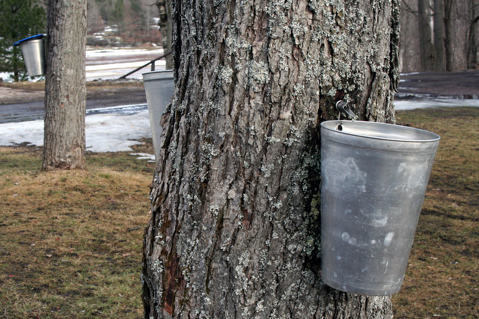 muskokamaplesyrup4 Muskoka Lakes Farm & Winery