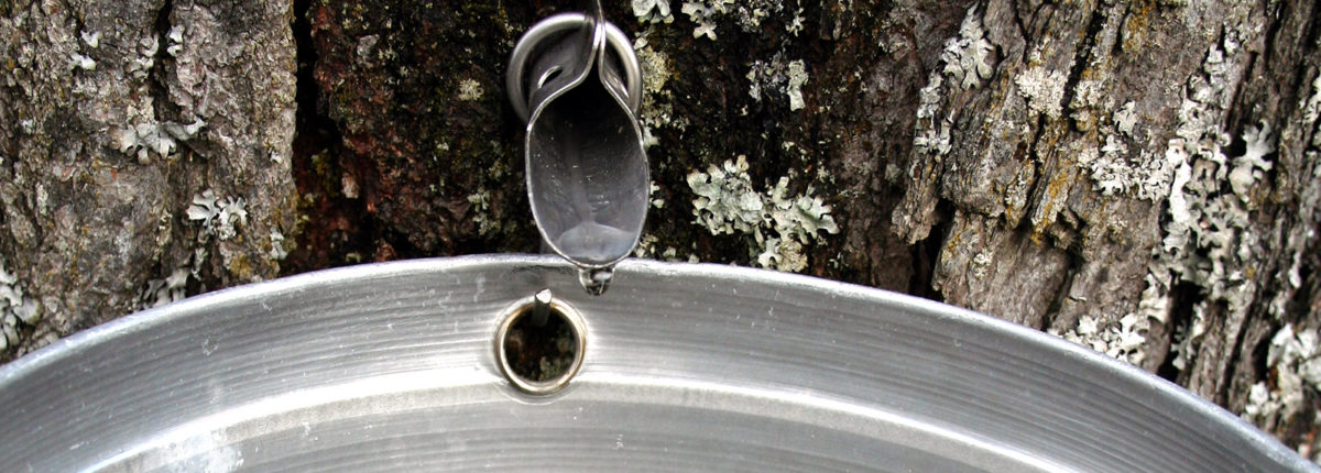 muskoka maple syrup tap dripping sap into a bucket