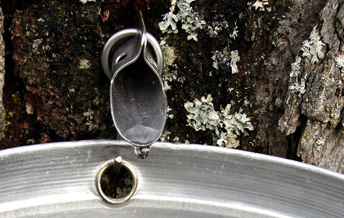 muskoka maple syrup dripping into an aluminum pail from a spile