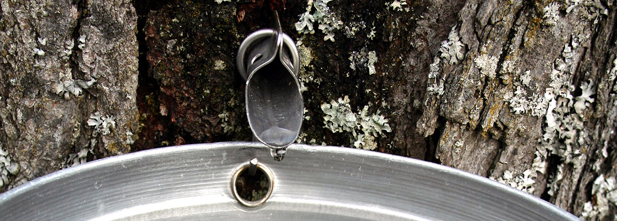 muskoka maple syrup dripping into an aluminum pail from a spile
