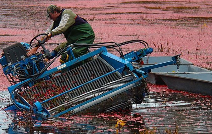 cranberry picker leaning in a ditch with cranberries floating around