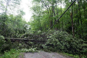 tree down on hydro lines