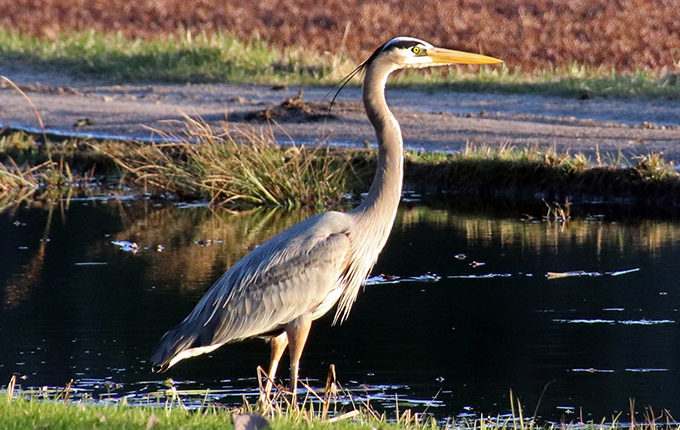 great blue heron by a cranberry bog
