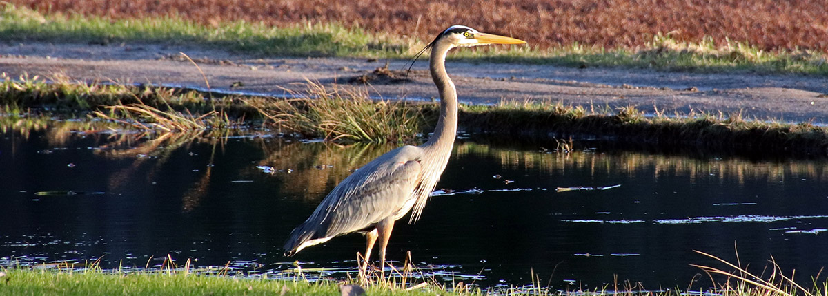 great blue heron by a cranberry bog