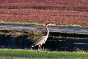 great blue heron beside a cranberry bog