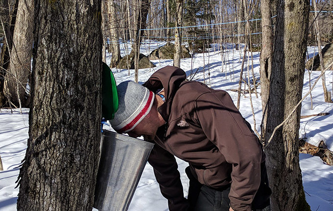 man looking into a sap bucket attached to a tree