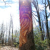 face carved into a tree