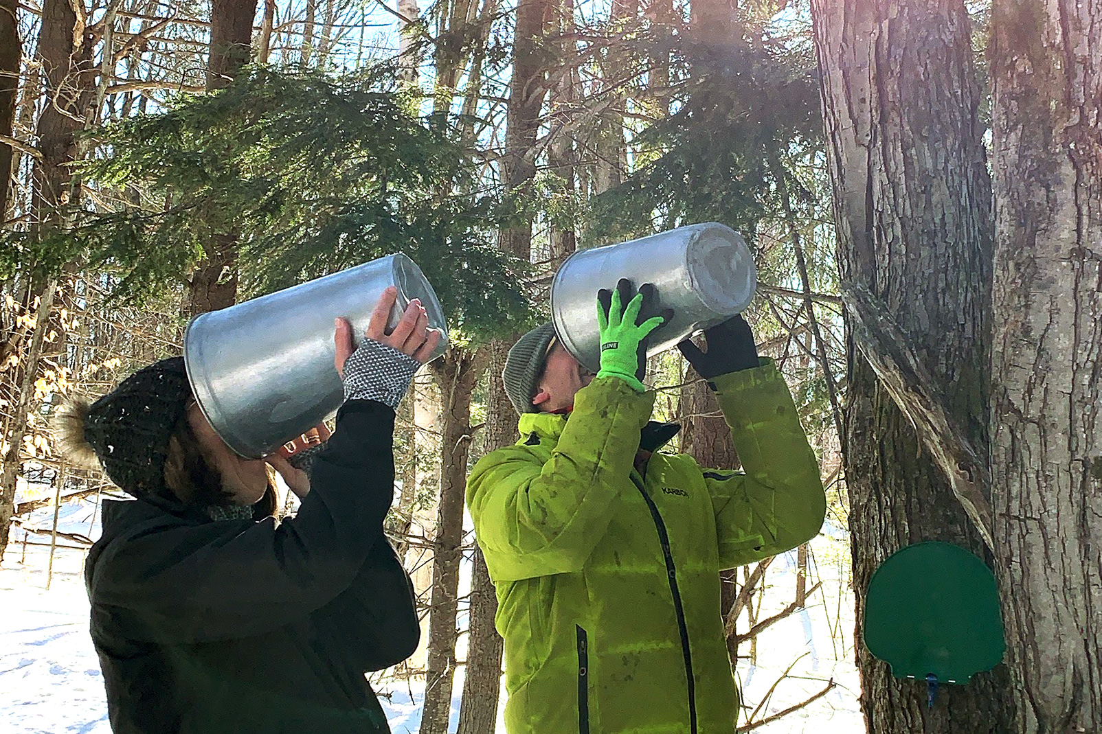 couple drinking sap from sap buckets