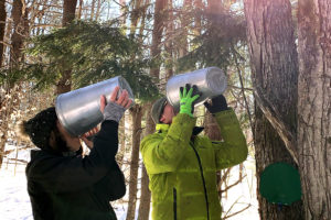 couple drinking sap from sap collection buckets