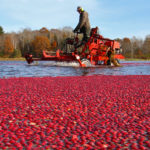 harvesting floating cranberries at muskoka lakes farm & winery in bala ontario