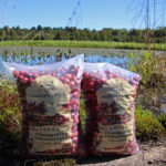 fresh cranberries at muskoka lakes farm & winery in bala ontario