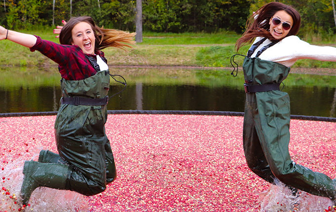 two women in waders jumping in a bog of floating cranberries