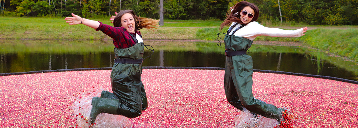 two women in waders jumping in a bog of floating cranberries