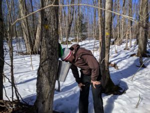 man looking into a maple bucket attached to a tree