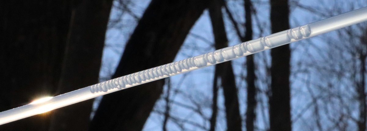 maple sap line against trees and sky