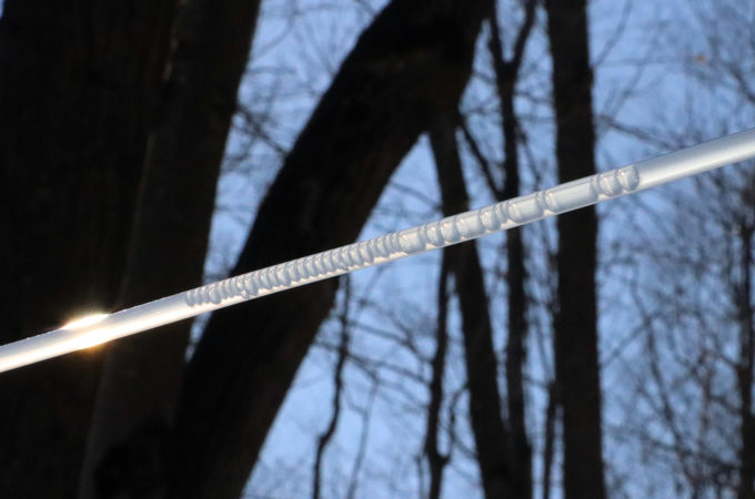 maple sap line against trees and sky