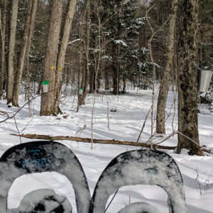 snowshoes in the sugarbush
